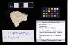 Foto (Objekt + Etikett) von Paguroidea indet.  (NHMW-GEO-2017-0089-0042)